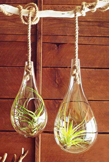 Glass Hanging Terrariums