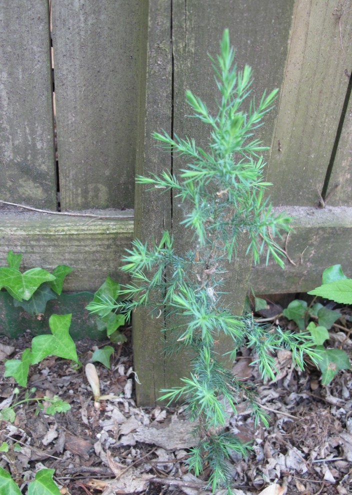 Is this a baby cypress tree?