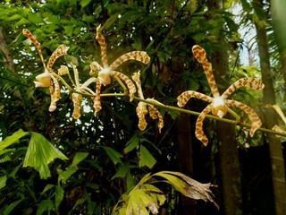 Arachnis orchid flowering