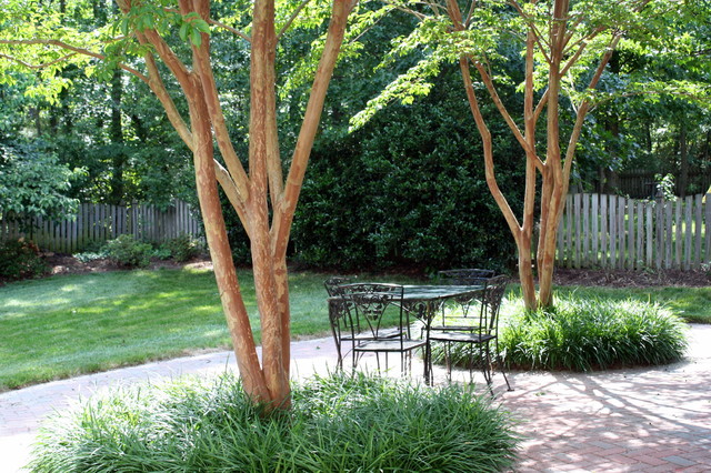 5 Best-Behaved Trees to Grace a Patio