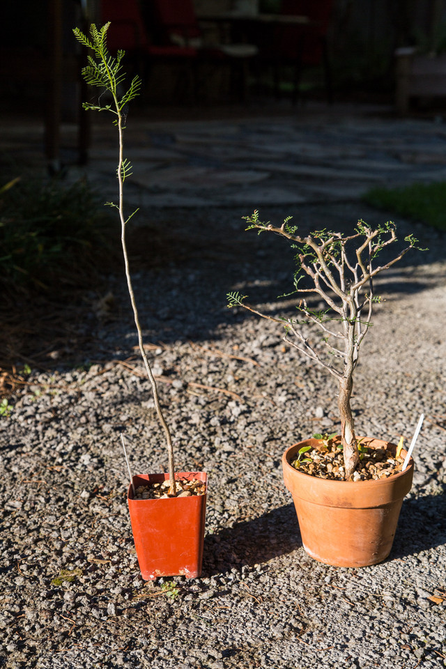 Bursera microphylla question