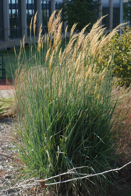 Native prairie grasses used in Oklahoma City municipal landscaping