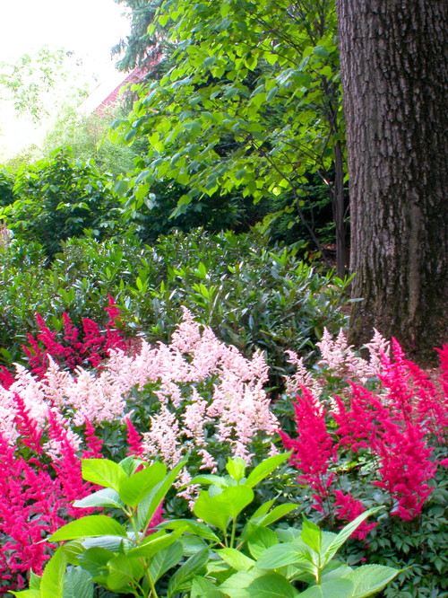 Shade Loving Plants