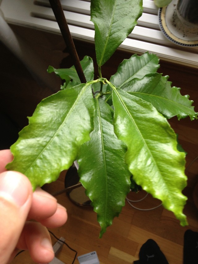 citrus-tree-identification