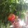 kamel_bob