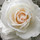 taylah_wisstt70