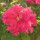 webuser_44916592