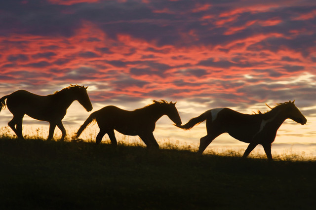 Friesian Silhouette Wall Art