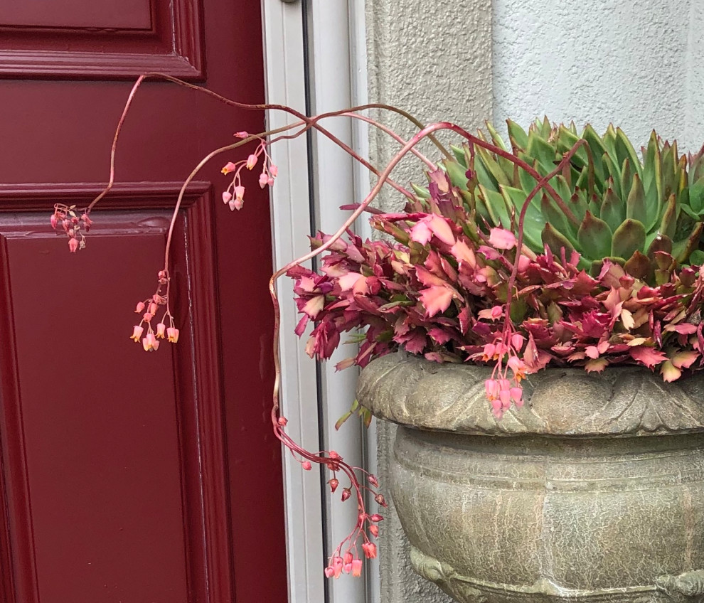 Succulent pots & walls