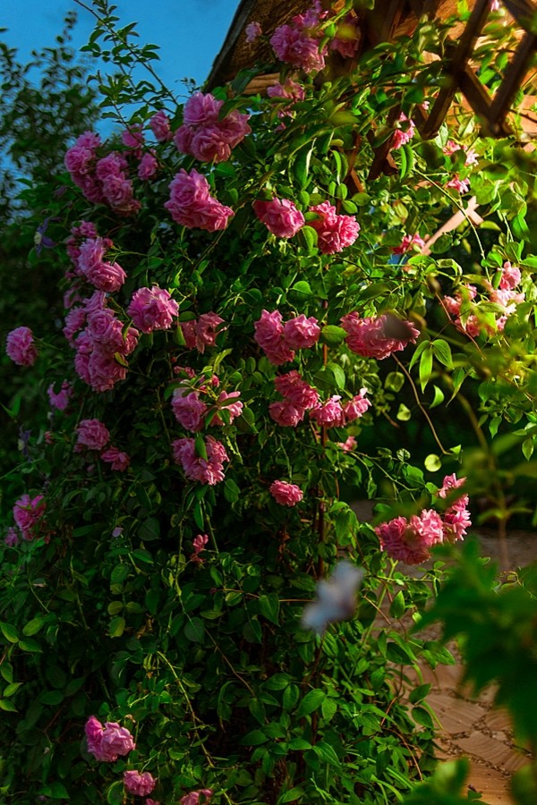 Романтический сад