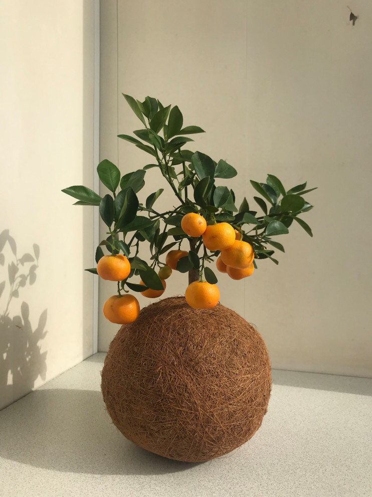 Кокедамы в интерьере