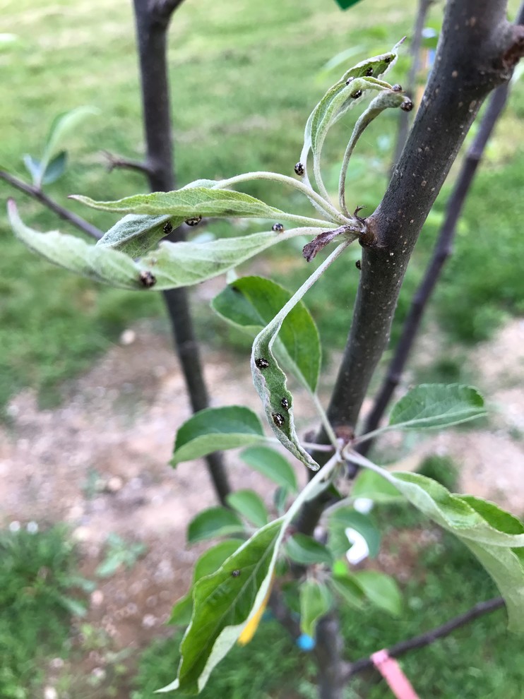 Unidentifiable bugs on apple tree... help!