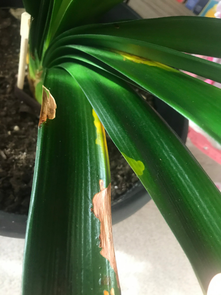 I have a Clivia with weird spots on leaves. What disease can it be?