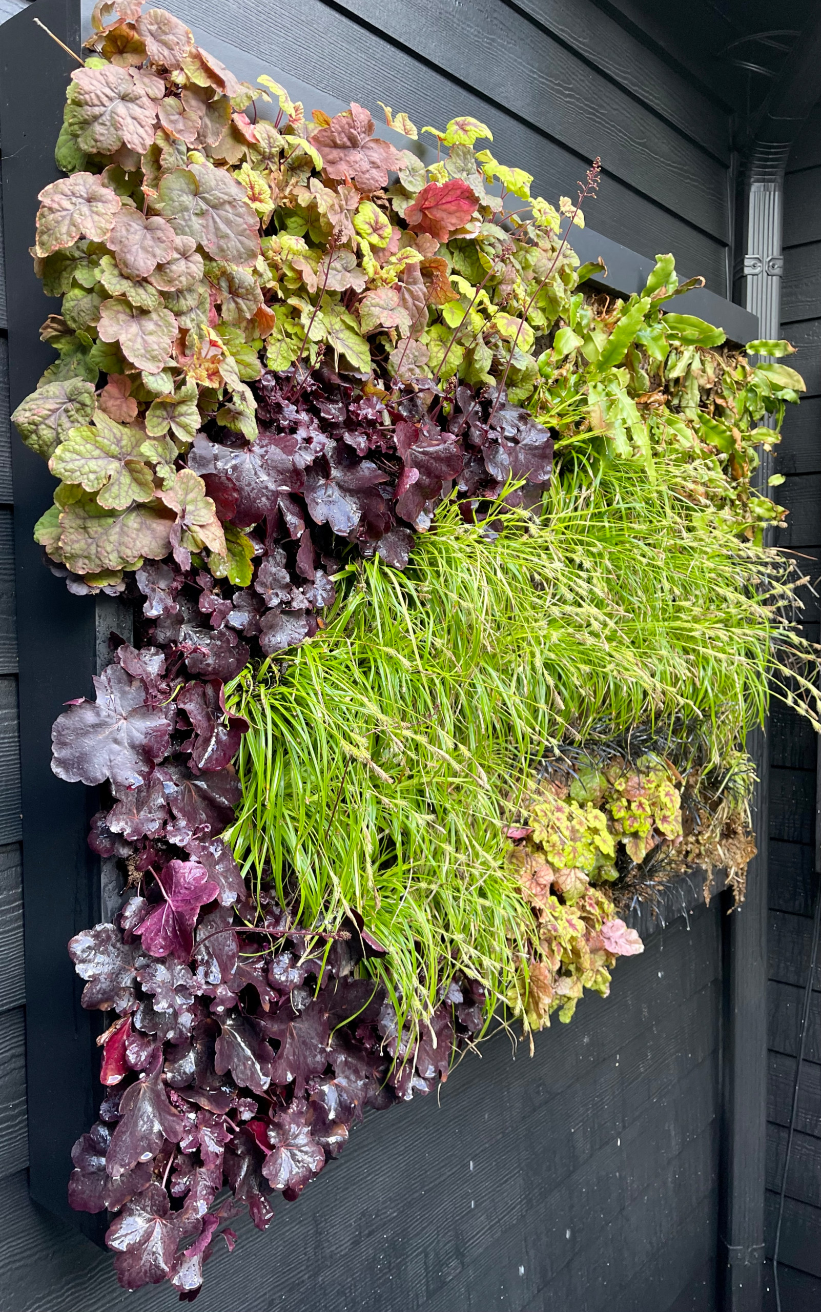 Living Wall in Spring
