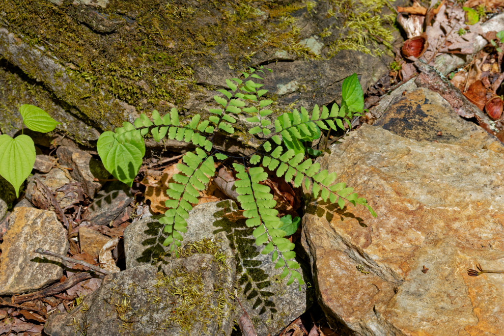 Native plants