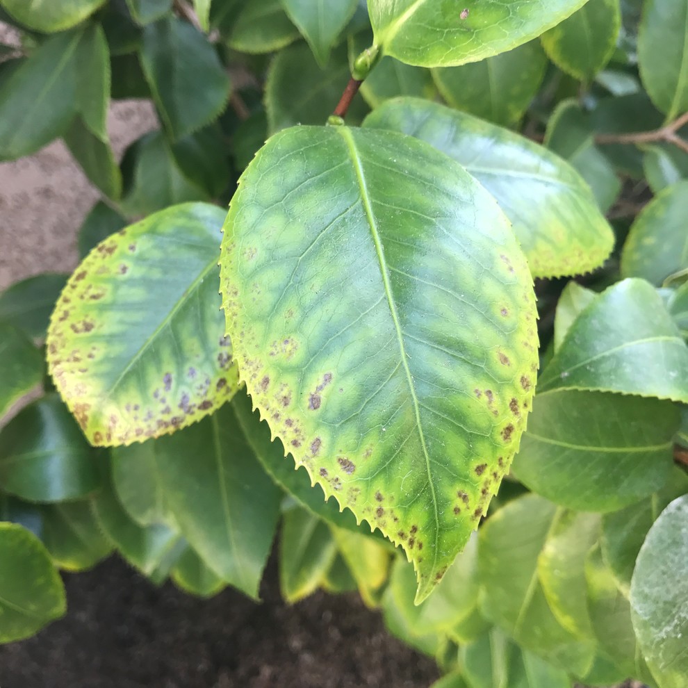 Little Brown Spots Along Edges of Camellia Japonica (Help!)