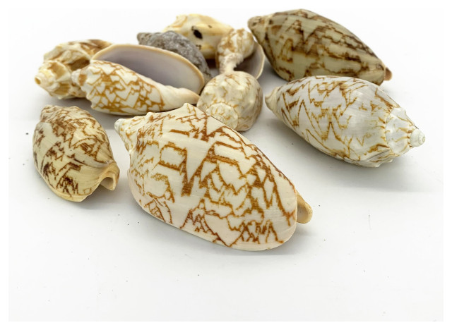 8.8 lbs Natural Beach Seashells Appox. 160 pcs Per Bag Voluta Vespertillo 2.5"-3