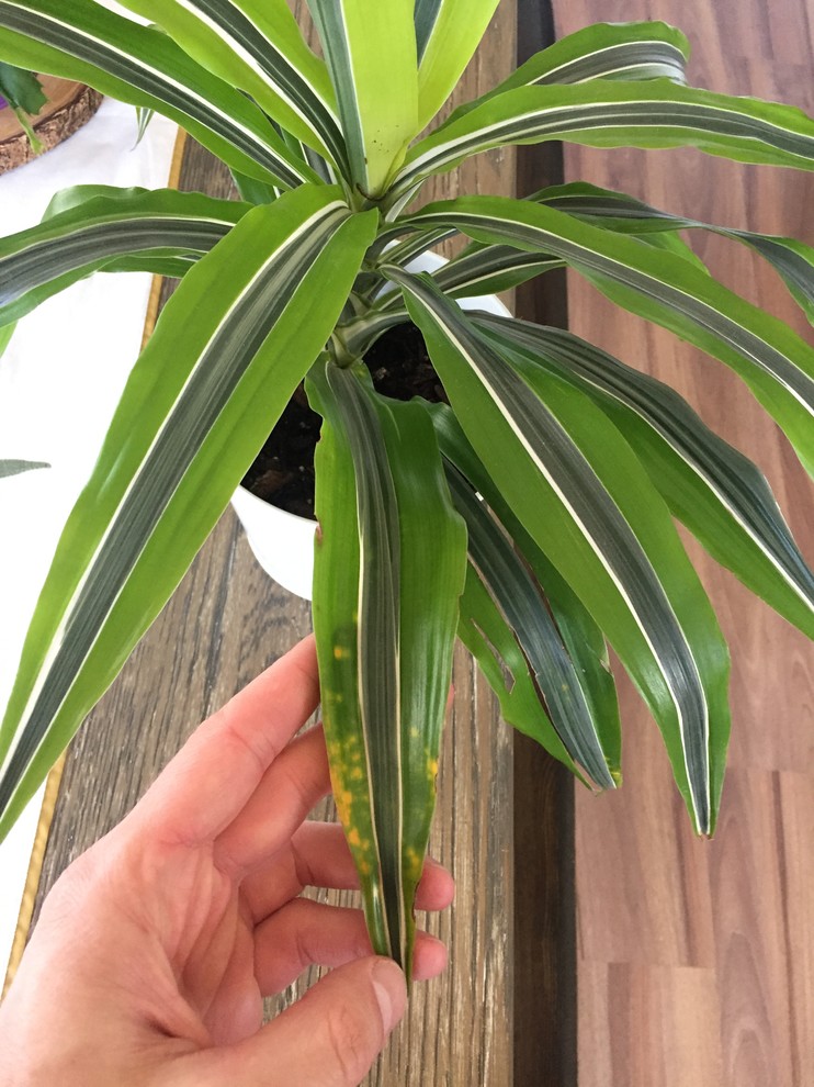 Yellow spots on Dracaena | Houzz Forum