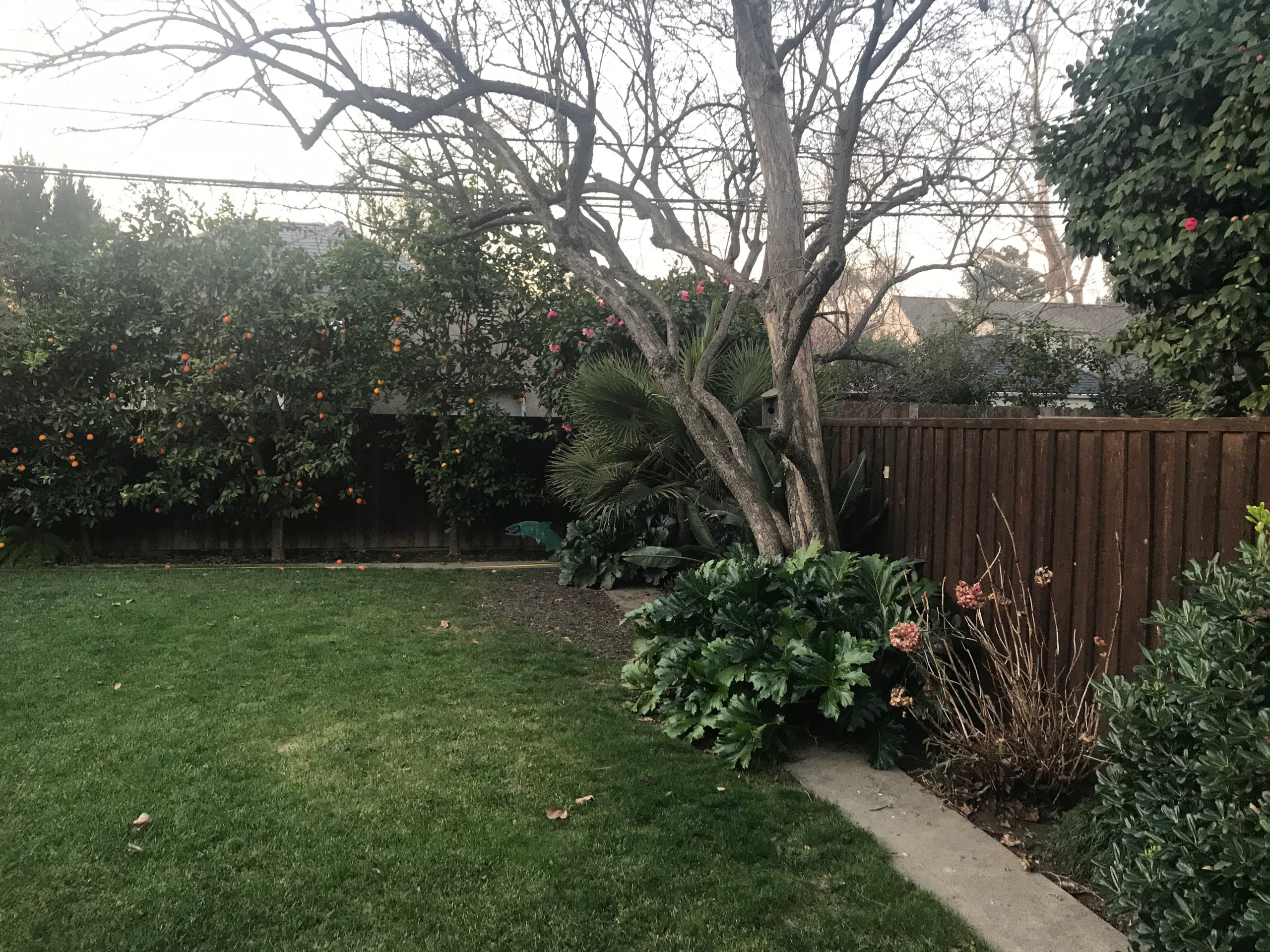 Before: Disconnected Backyard with Overgrowth and Undefined Layout