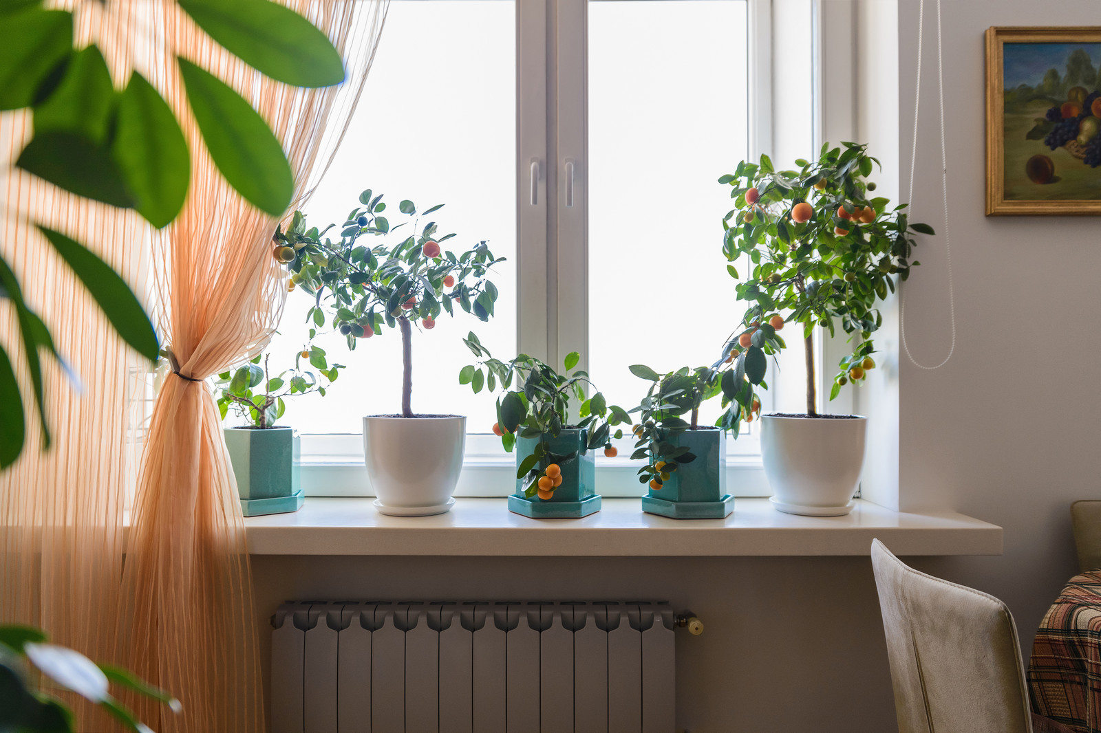 Озеленение квартиры