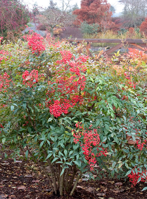 Dwarf Heavenly Bamboo Nandina Domestica Compacta American Traditional Garden Los Angeles By Monrovia