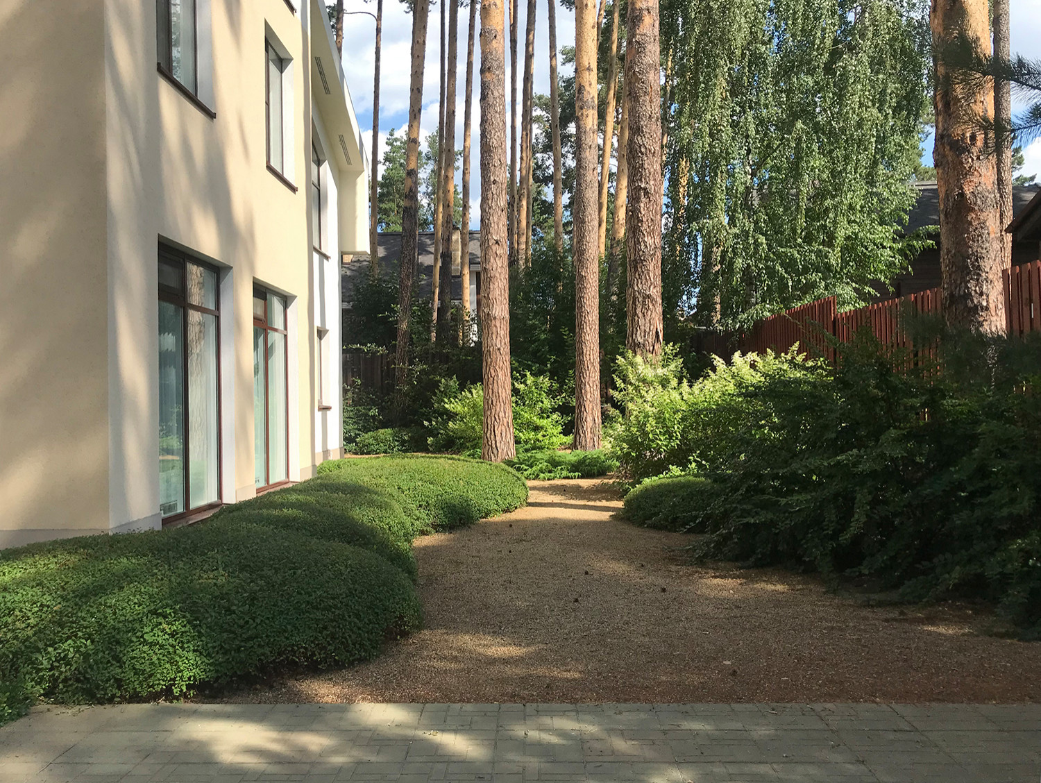 Между большими соснами. Формирующая обрезка.