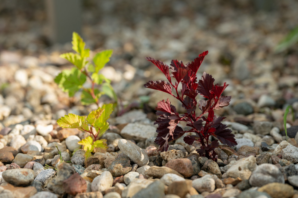 Проект Сада  в "Бельгийской деревне "