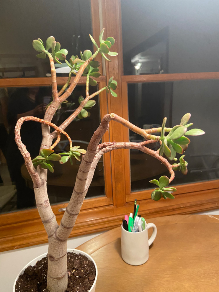 Drooping shriveled jade tree branches