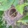 Lisa (WI zone 5a)