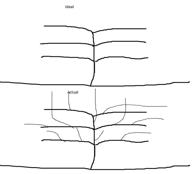 How to prune espalier apple tree