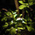 Botanical Lighting.com