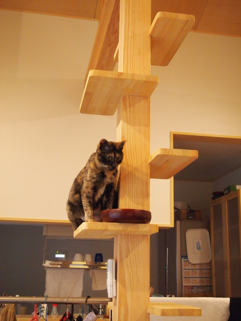 猫のいえ moderno-salon
