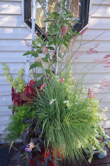 Summer Containers contemporary-garden