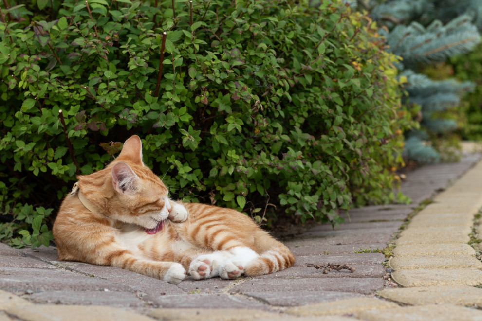 Красная Горка