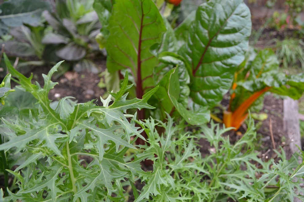 10 Edible Greens to Plant Now