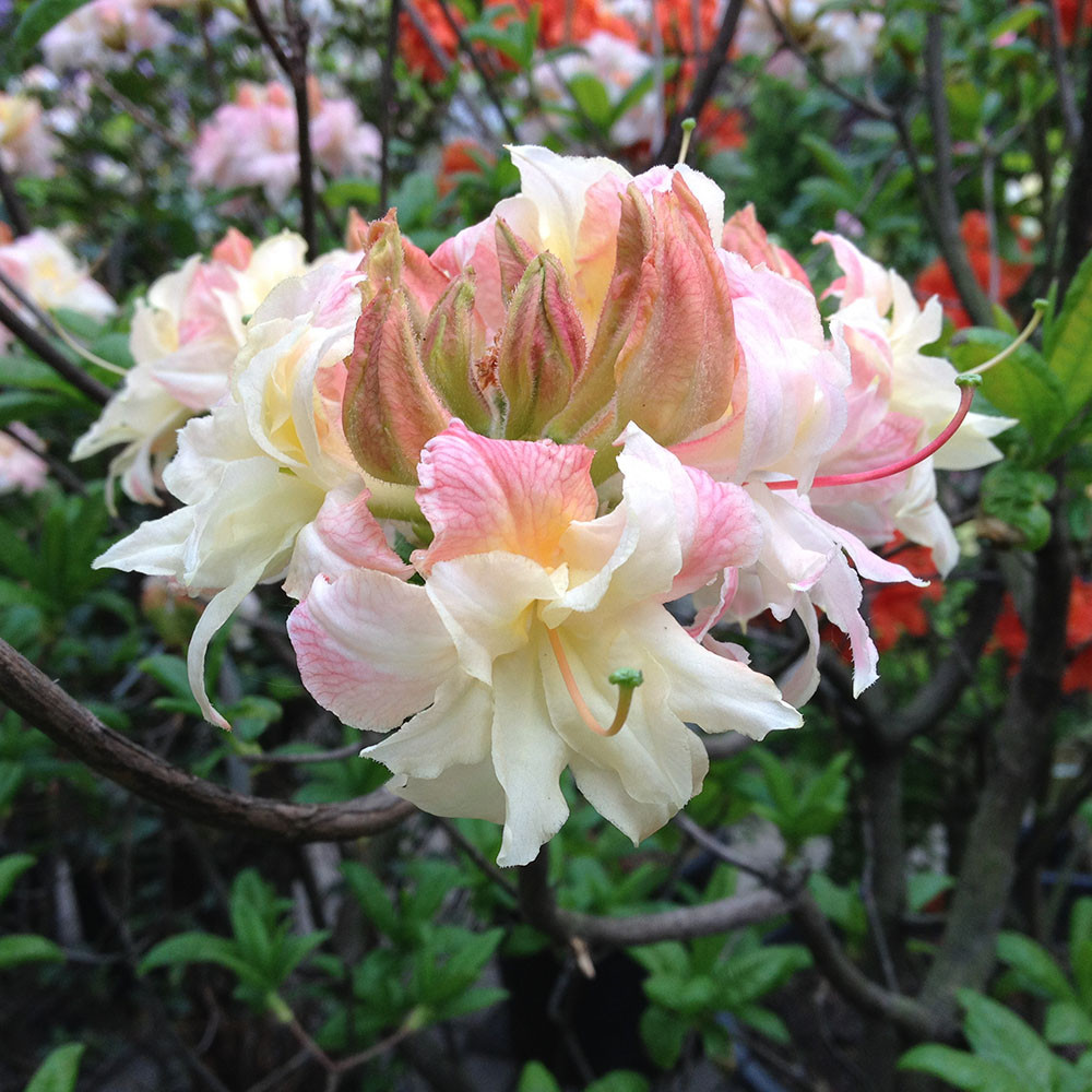 Современный сад в КП "Бенелюкс" вилла 1