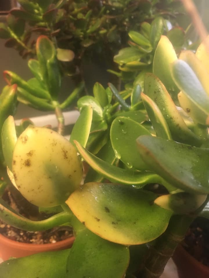 marginata plant indoor Dracaena Marginata Flat Weave 10 Inch Pot