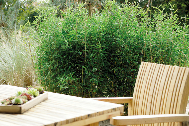 Bambus haven – sådan holder du liv i de stængler