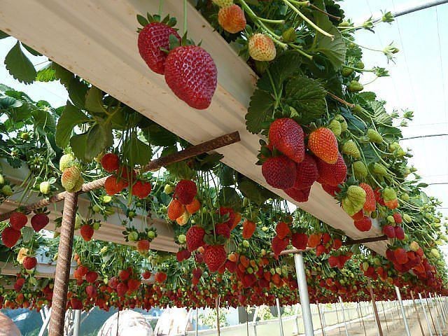 An Interesting Way to Grow Strawberries