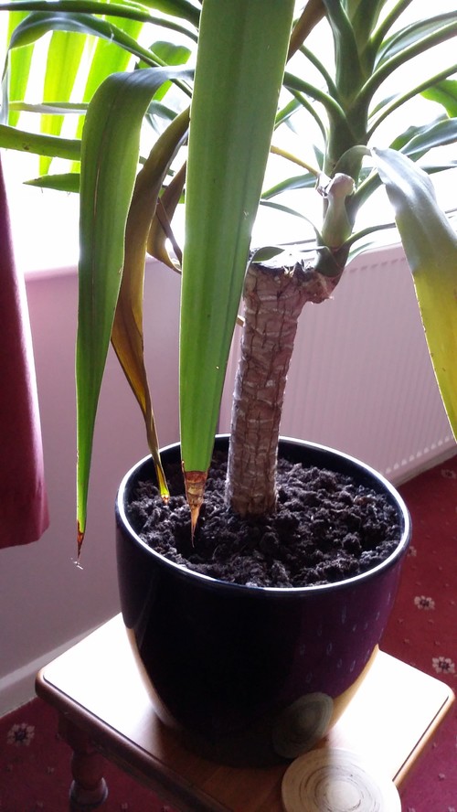 Yucca indoor plant watering help