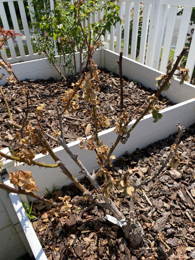 Rose plant dry out and died slowly