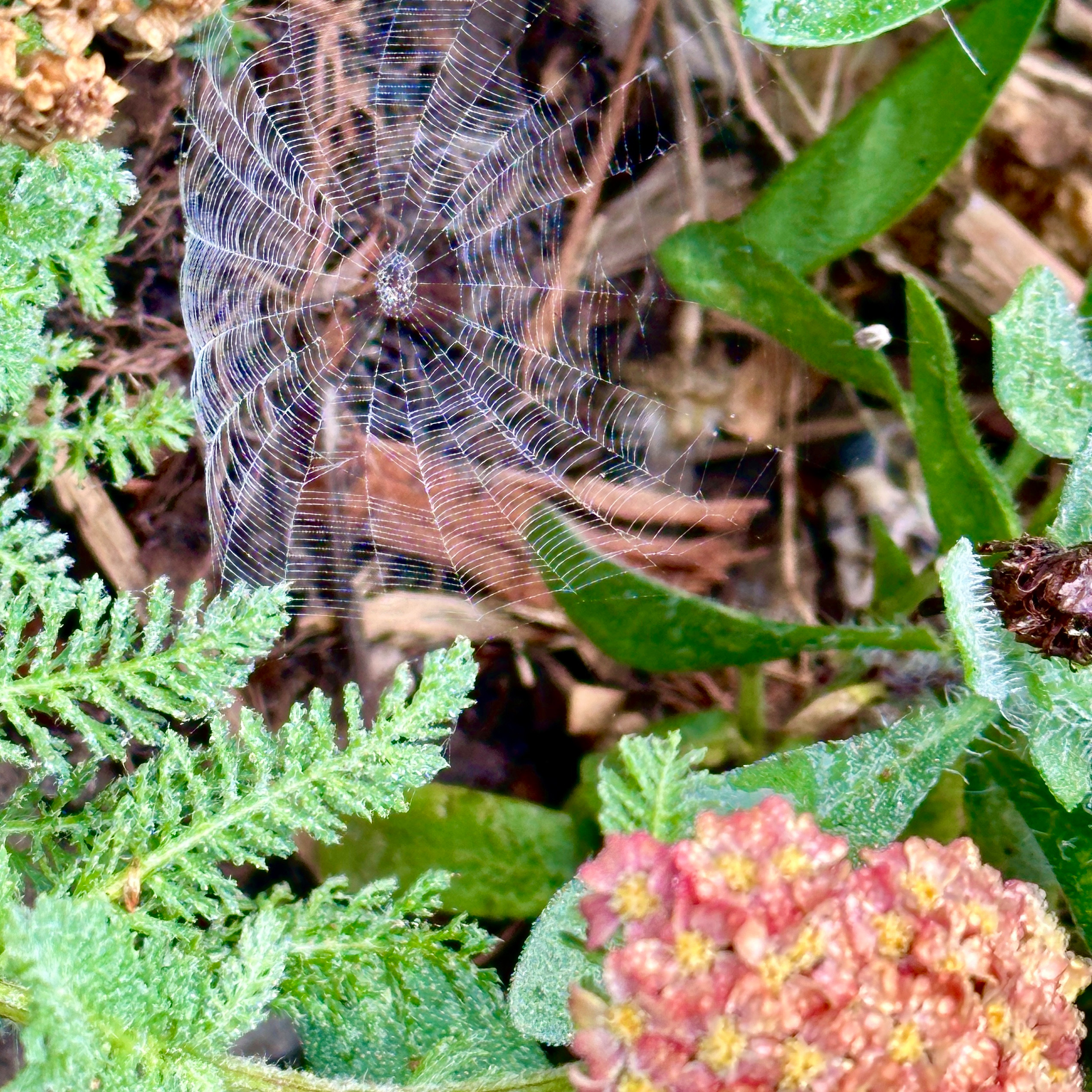 dewy spiderweb on yarrow