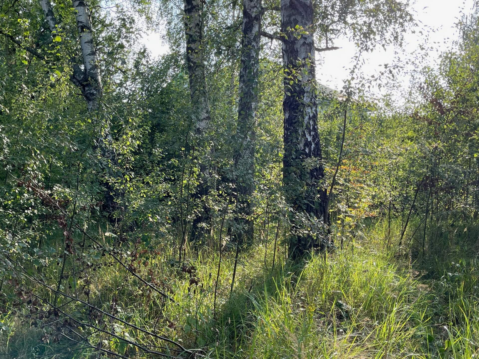 Участок до начала строительства