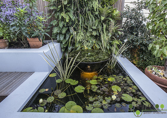 Photo of a mid-sized modern backyard full sun xeriscape for fall in Sydney with with pond.