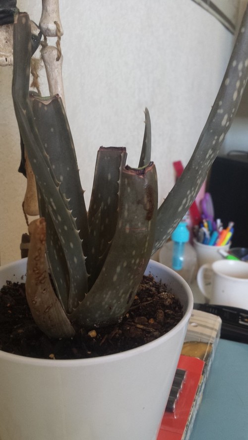 Aloe Vera Turning Brown And Soft