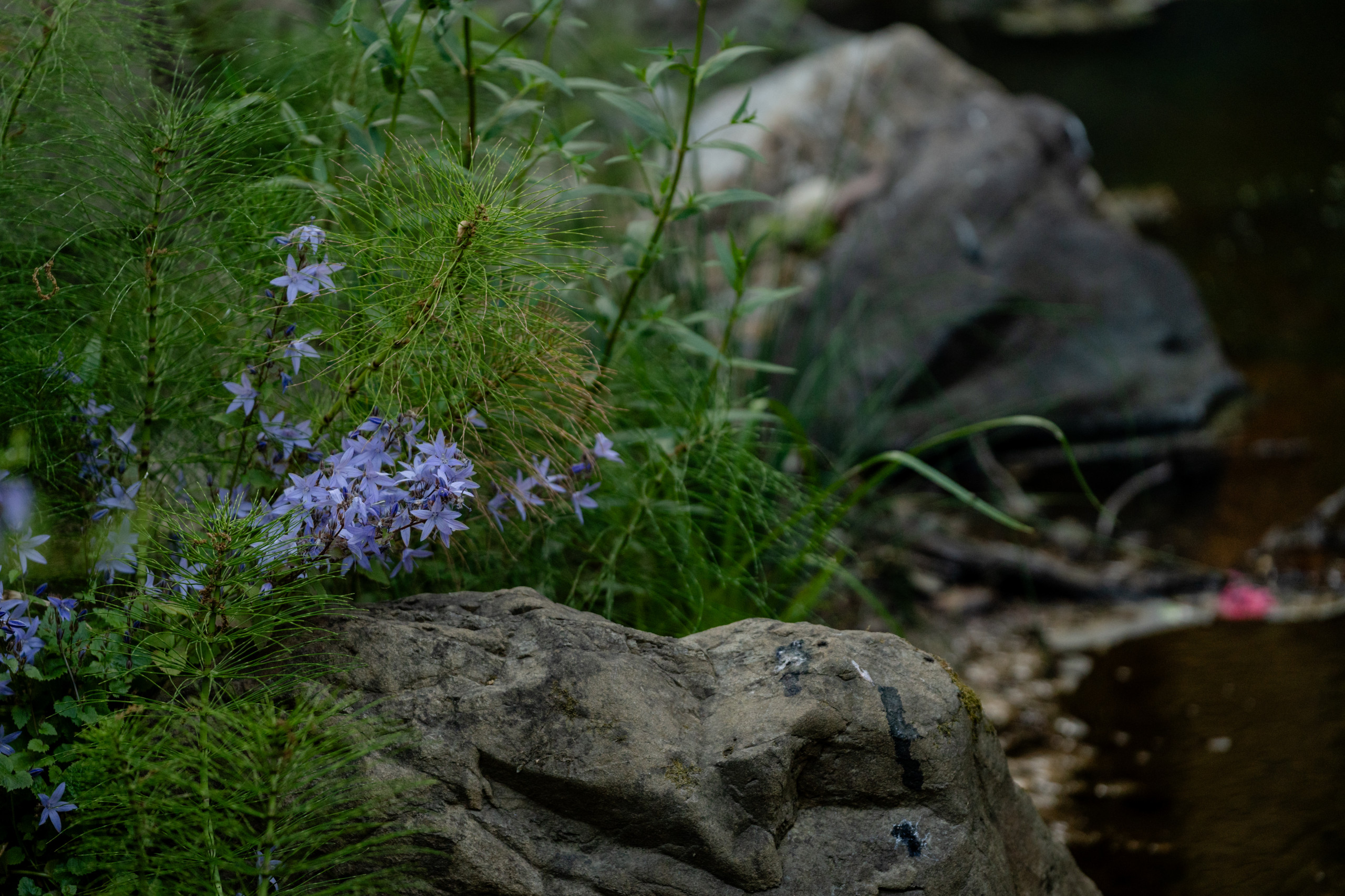 Creekside Restoration: Delicate Blooms at the Water’s Edge