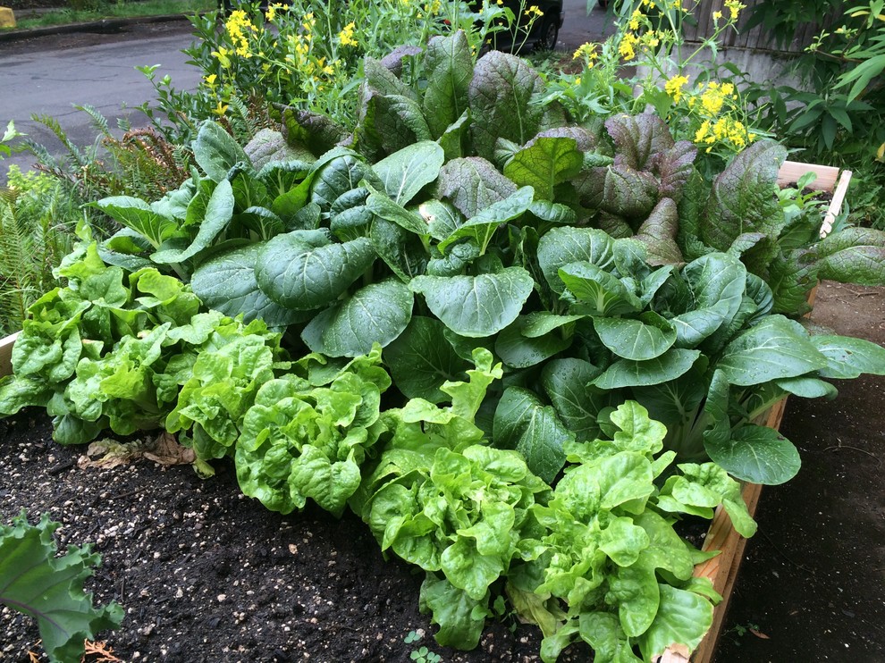 Photo of a garden in Portland.