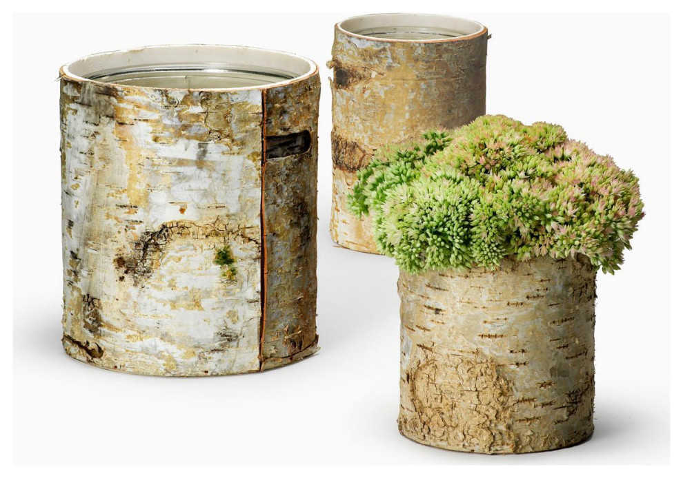 Serene Spaces Living Medium White Birch Cylinder Vase