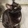 Janey Cat