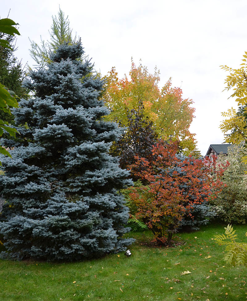 Ландшафтный сад с прудом в КП "Европа"